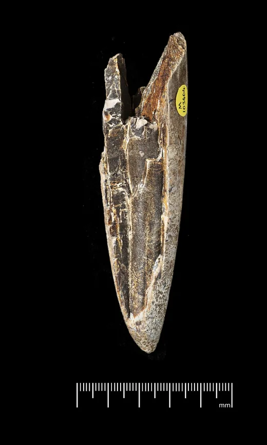 The pointed tip of a straight-tusked elephant tusk, split along its length, beside a millimetre scale