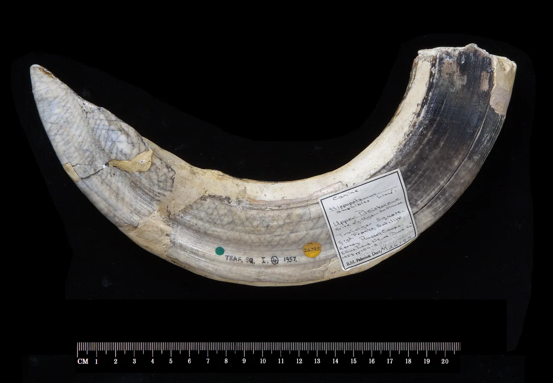 A curved hippopotamus canine, pale with a dark root, lying beside a centimetre ruler, with a paper label and ink marks on it