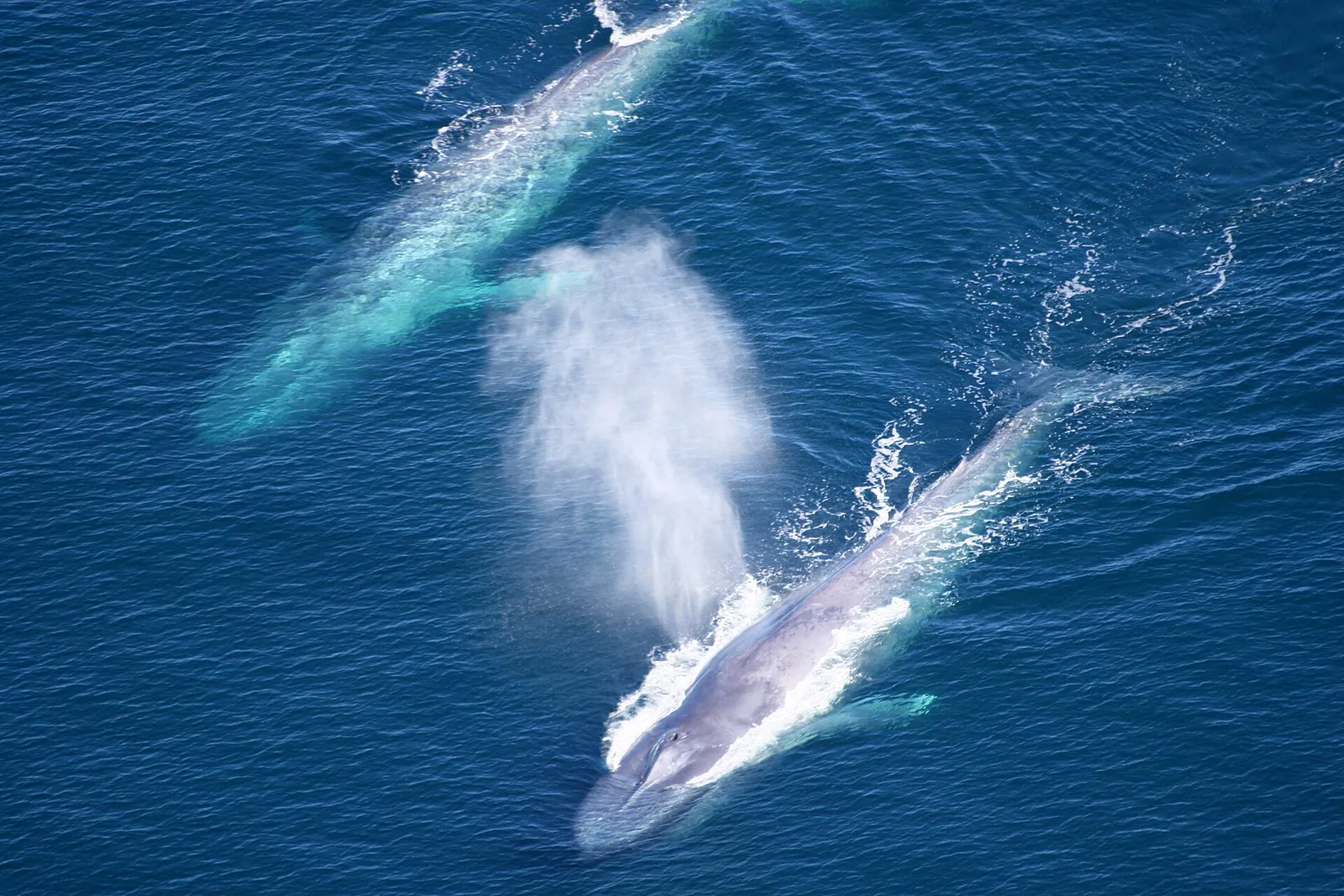 Two blue whales at the surface seen from above; one breathes out a tall blow of spray.