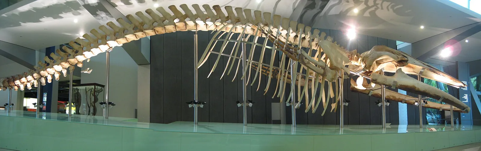 The mounted skeleton of a pygmy blue whale in a museum hall, seen from the side: a long curved spine, ribs like a cage and a narrow skull at the right.