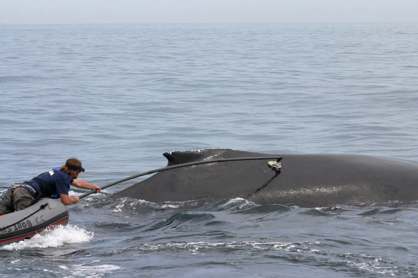 A researcher leaning from a small inflatable boat holds a long pole with a tag on its end against the back of a whale that has just surfaced.