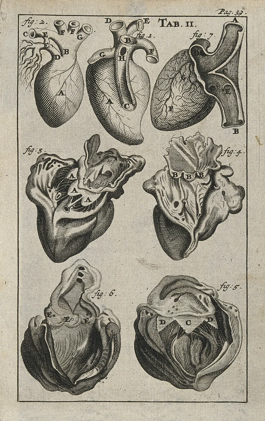 Gravură anatomică din 1686 cu șase desene ale inimii