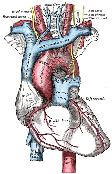 Planșă anatomică a inimii, cu vasele mari