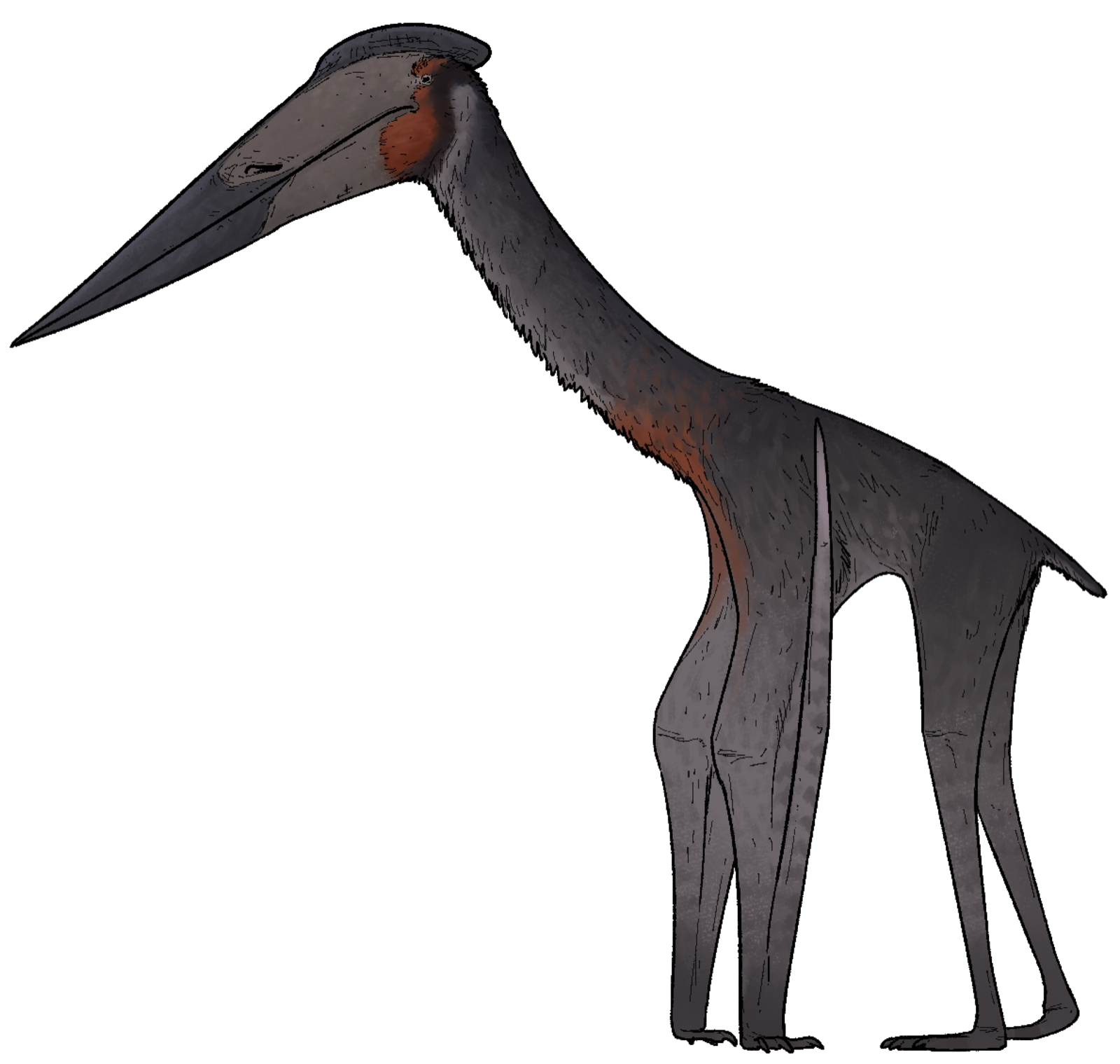 Life reconstruction of Hatzegopteryx thambema, the giant flying reptile from Hațeg Island, with its elongated skull and long neck