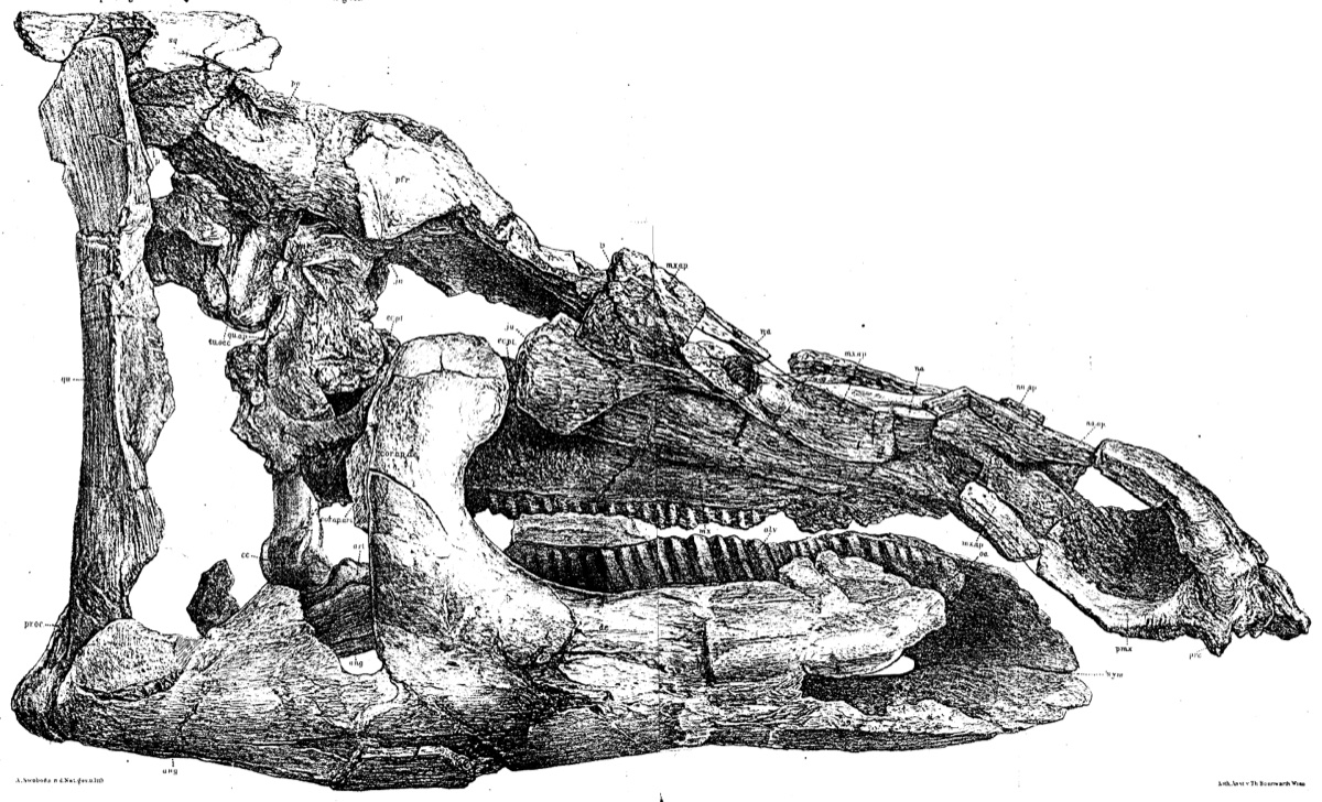 Original lithograph of the Telmatosaurus transsylvanicus skull, drawn by Franz Nopcsa in the early twentieth century