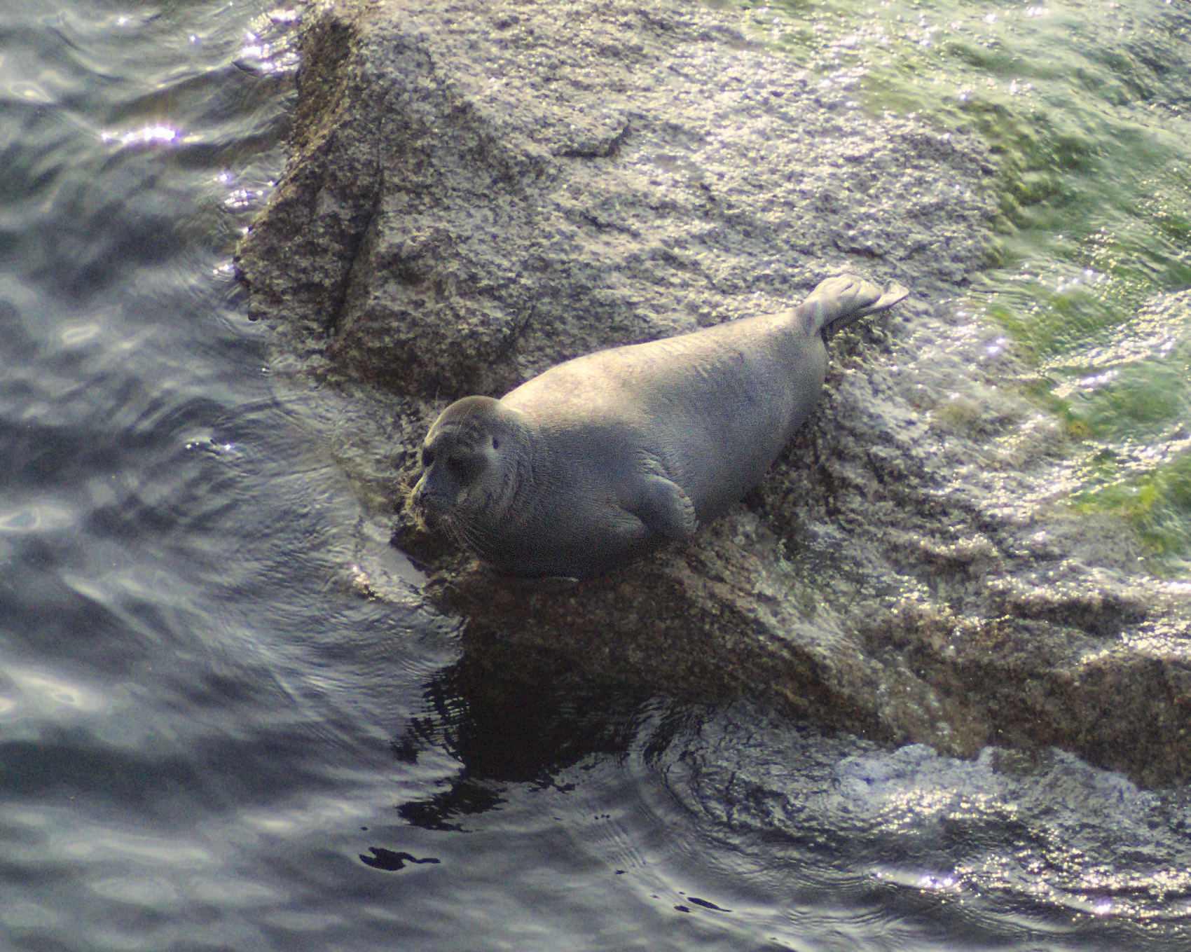Foca nerpa, Pusa sibirica, august 2022