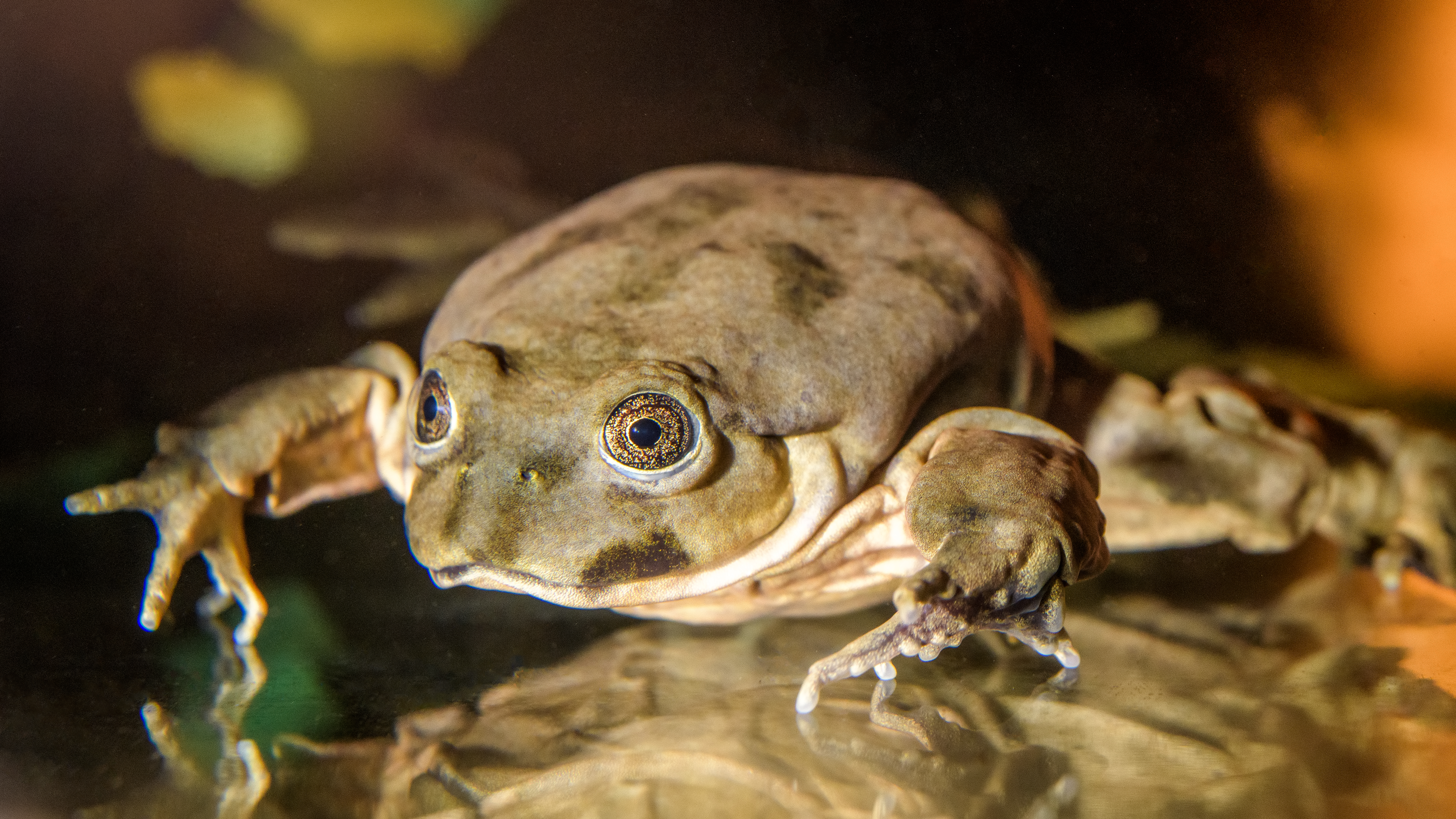 O broască de Titicaca într-un bazin ex-situ la Grădina Zoologică din Praga, martie 2019
