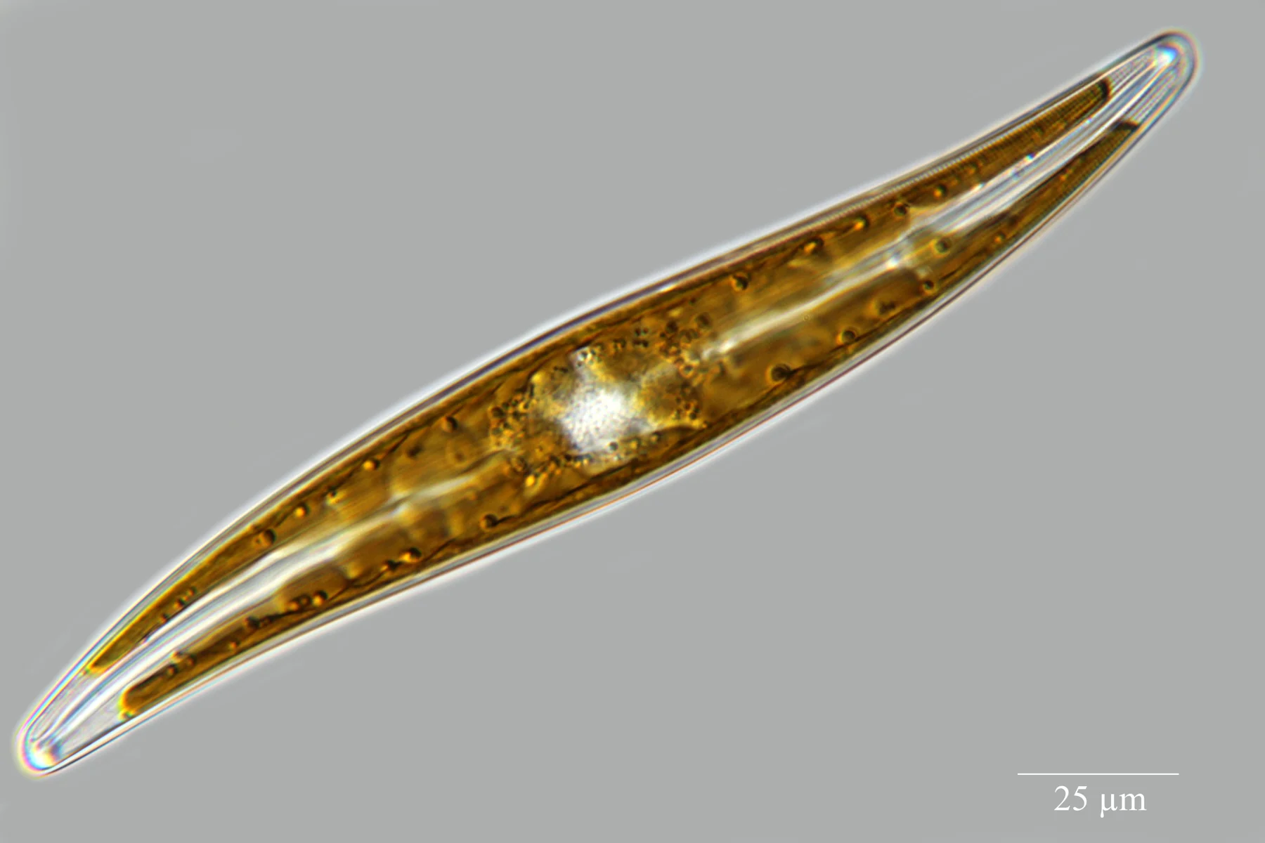 A long, golden Gyrosigma cell, slightly curved, enclosed in a transparent wall.