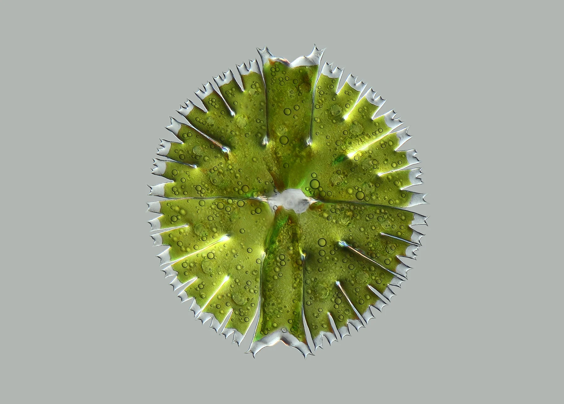 A single green Micrasterias cell with two broad halves and deeply branching edges.
