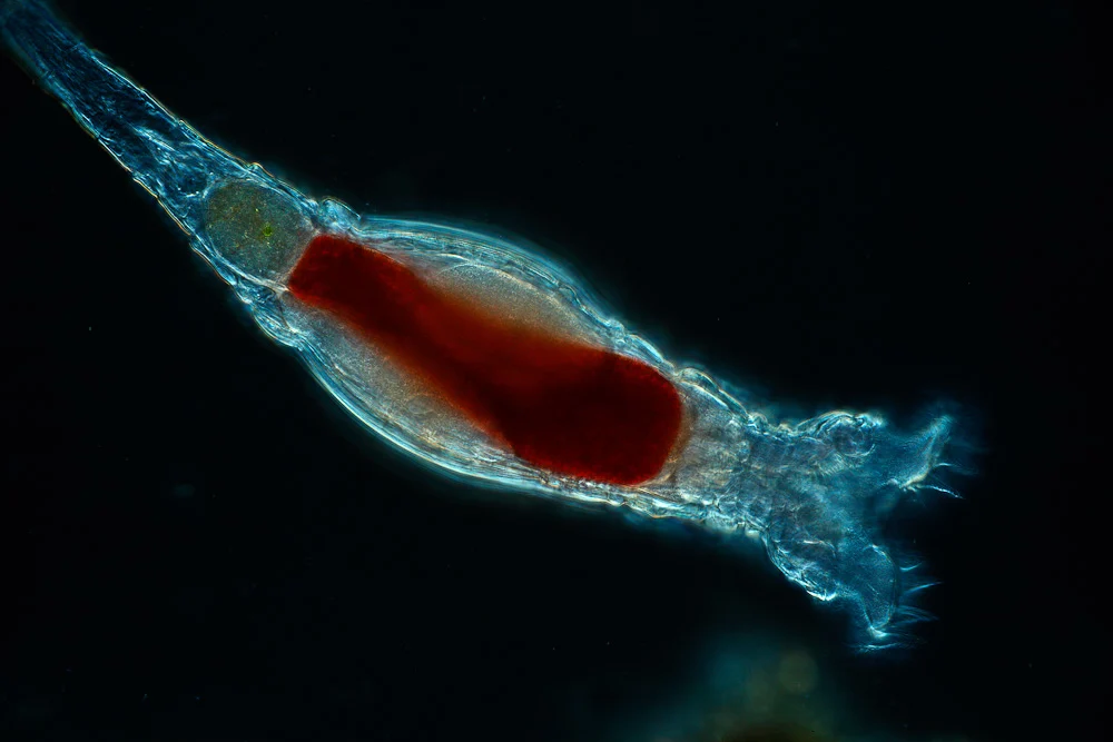 An elongated rotifer against black, with a transparent blue outline, reddish interior and fine cilia on the right.