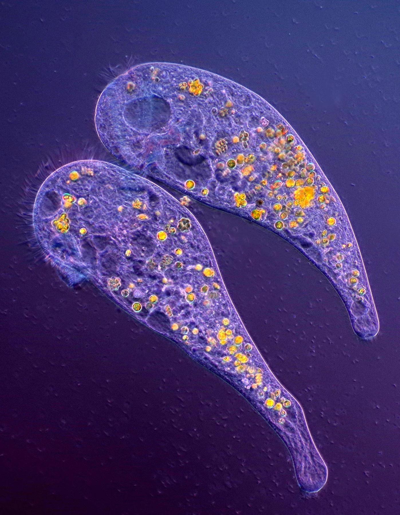 Two violet, trumpet-shaped Stentor cells with small golden inclusions.