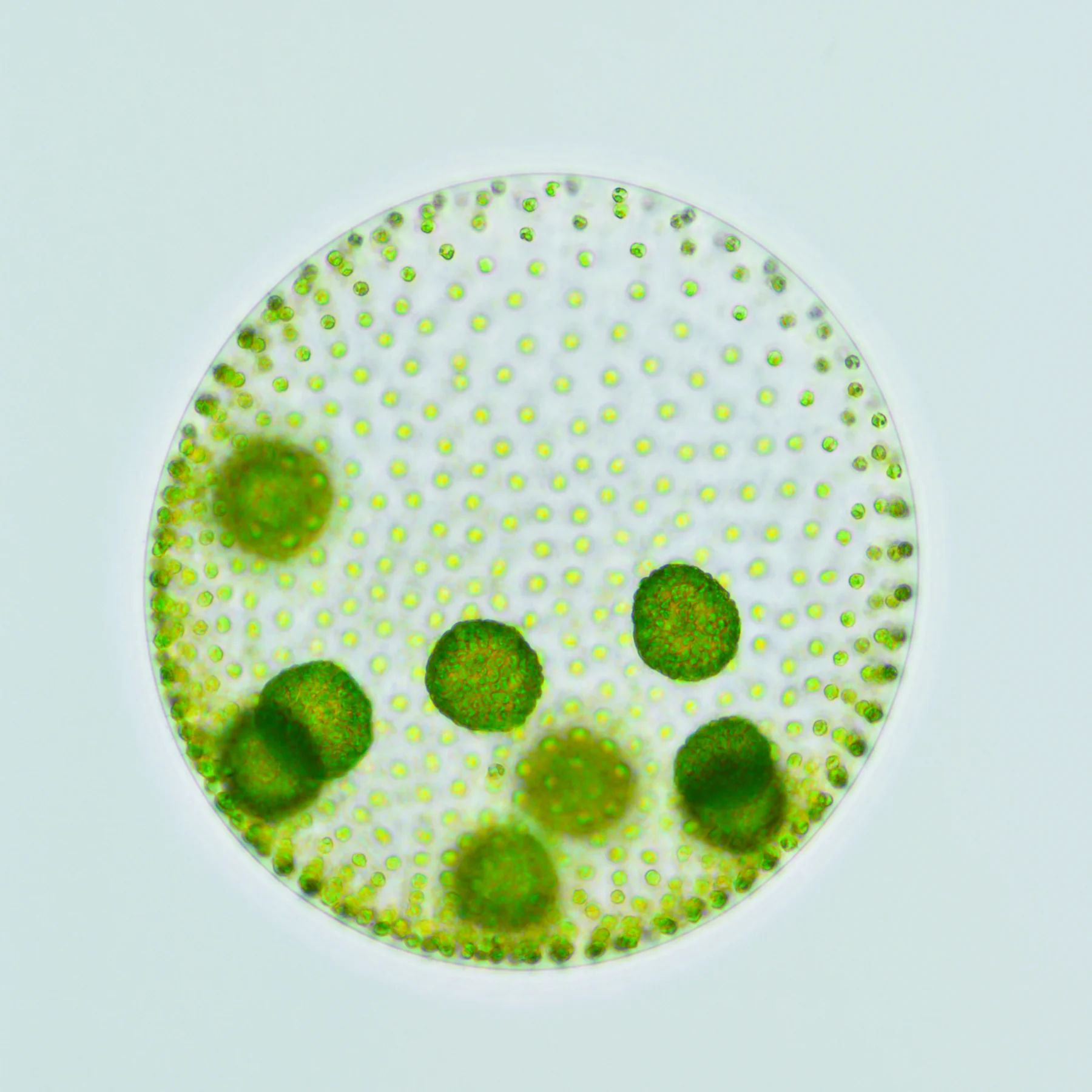 A transparent sphere dotted with tiny green cells, containing several smaller green spheres.