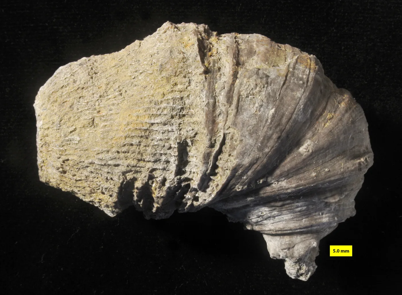 A horn-shaped fossil coral with fine growth ridges on its surface, on a black background