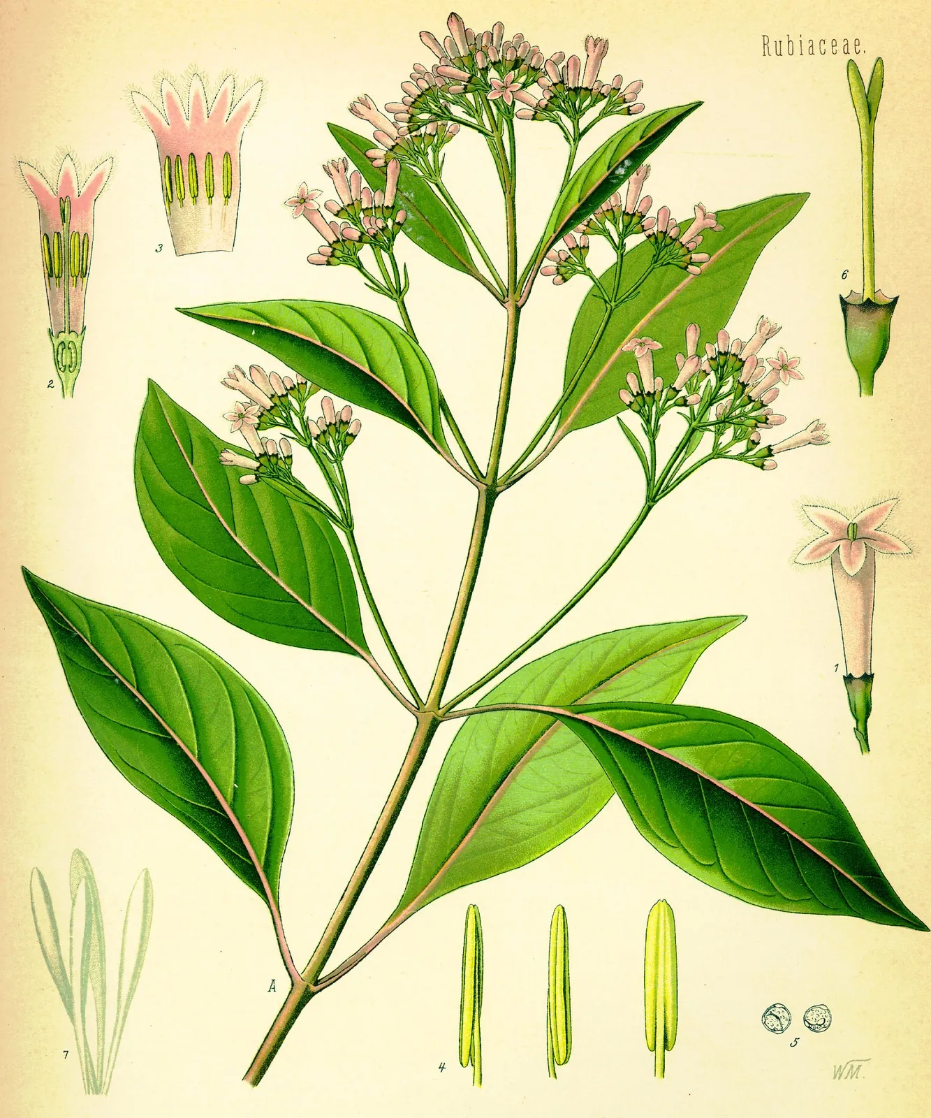 Ilustrație botanică: ramură de chinchina cu flori roz.