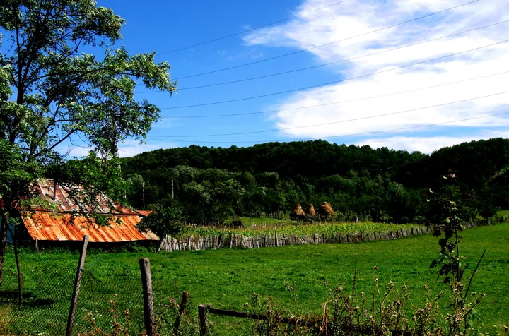 A green maize field in the sun at Apa-Neagra in Mehedinti county