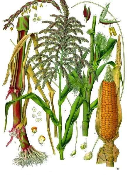 Nineteenth-century botanical plate: the maize plant with cob, tassel, and kernel sections