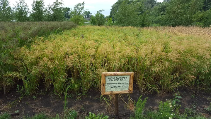 A field of white millet with dense panicles in a demonstration plot