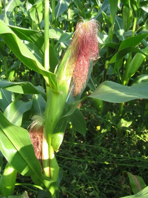 Știuleți de porumb: planta americană cu nume de porumbel.