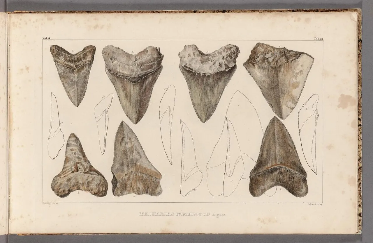 Planșă colorată de mână din secolul al XIX-lea cu mai mulți dinți fosili de megalodon, desenați din față și din profil