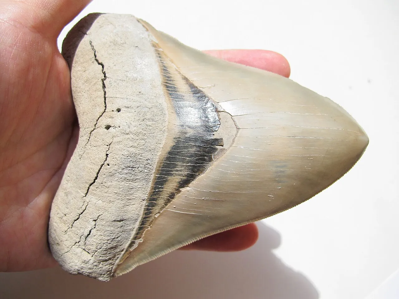 Un dinte fosil de megalodon, triunghiular și zimțat, ținut în palmă; acoperă aproape toată mâna