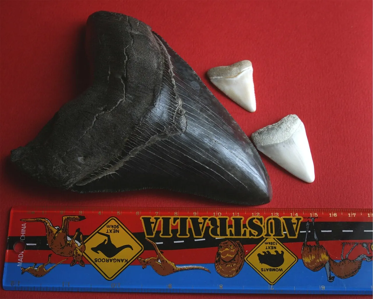A large megalodon tooth beside two much smaller great white teeth, with a ruler