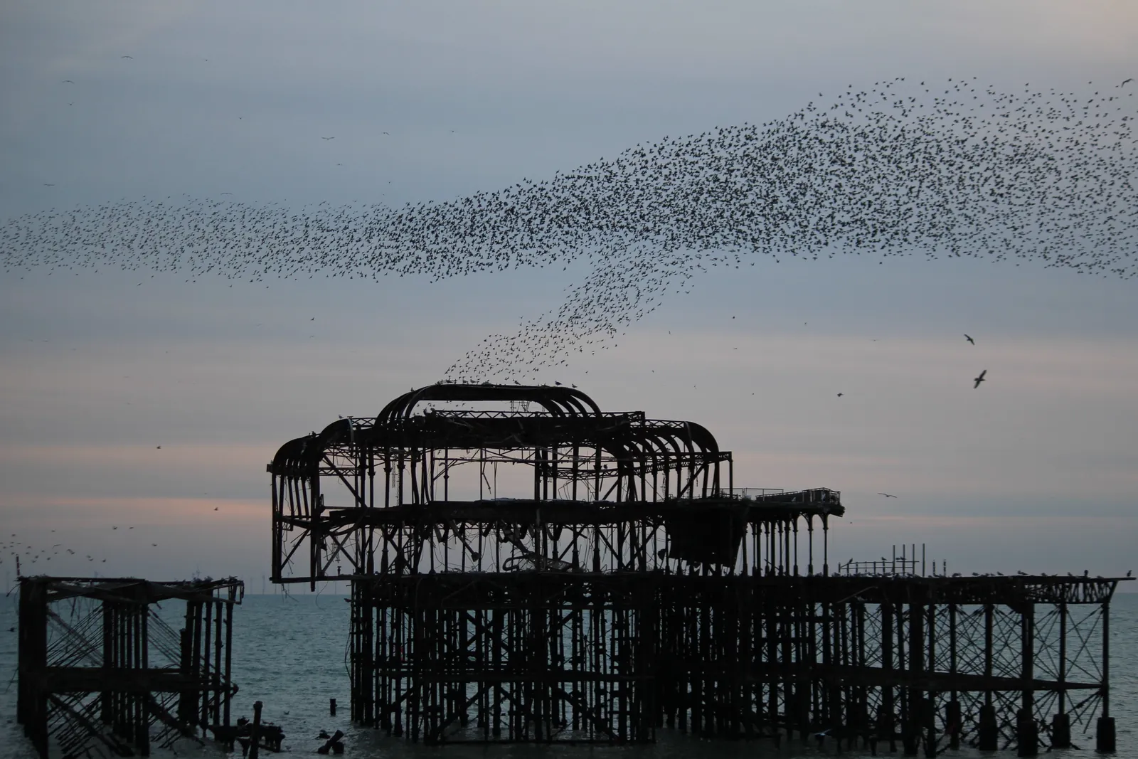 A murmuration streams over the skeleton of Brighton's West Pier at dusk.