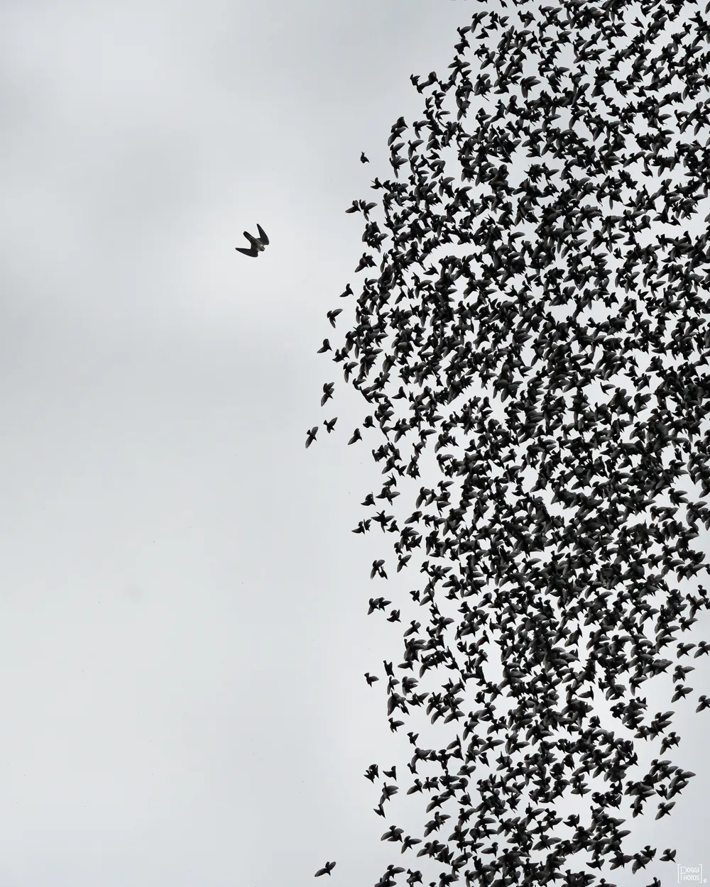 A peregrine falcon flies beside a dense wall of starlings over Rome.