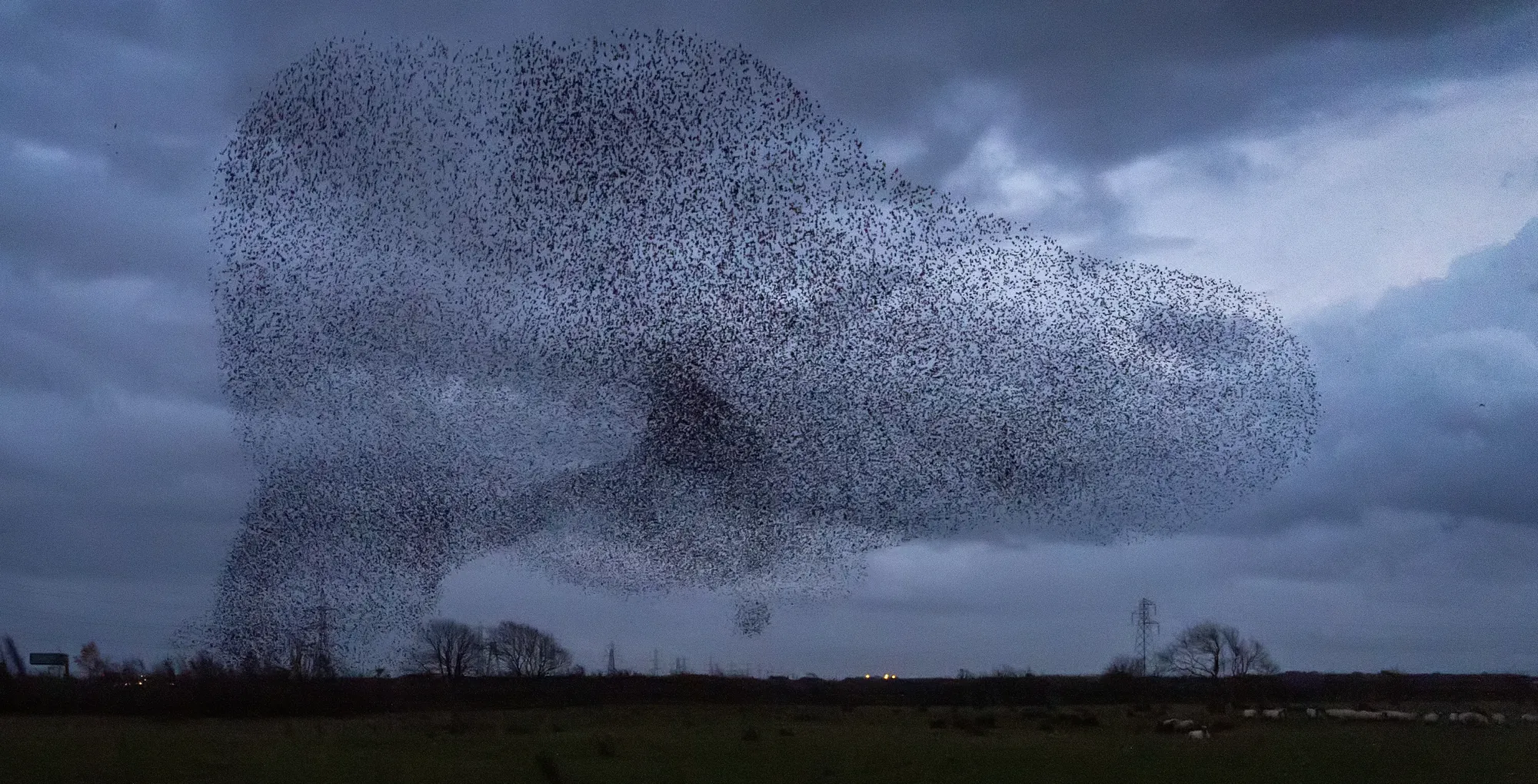 A huge starling murmuration folding across a grey evening sky over fields at Gretna, Scotland.