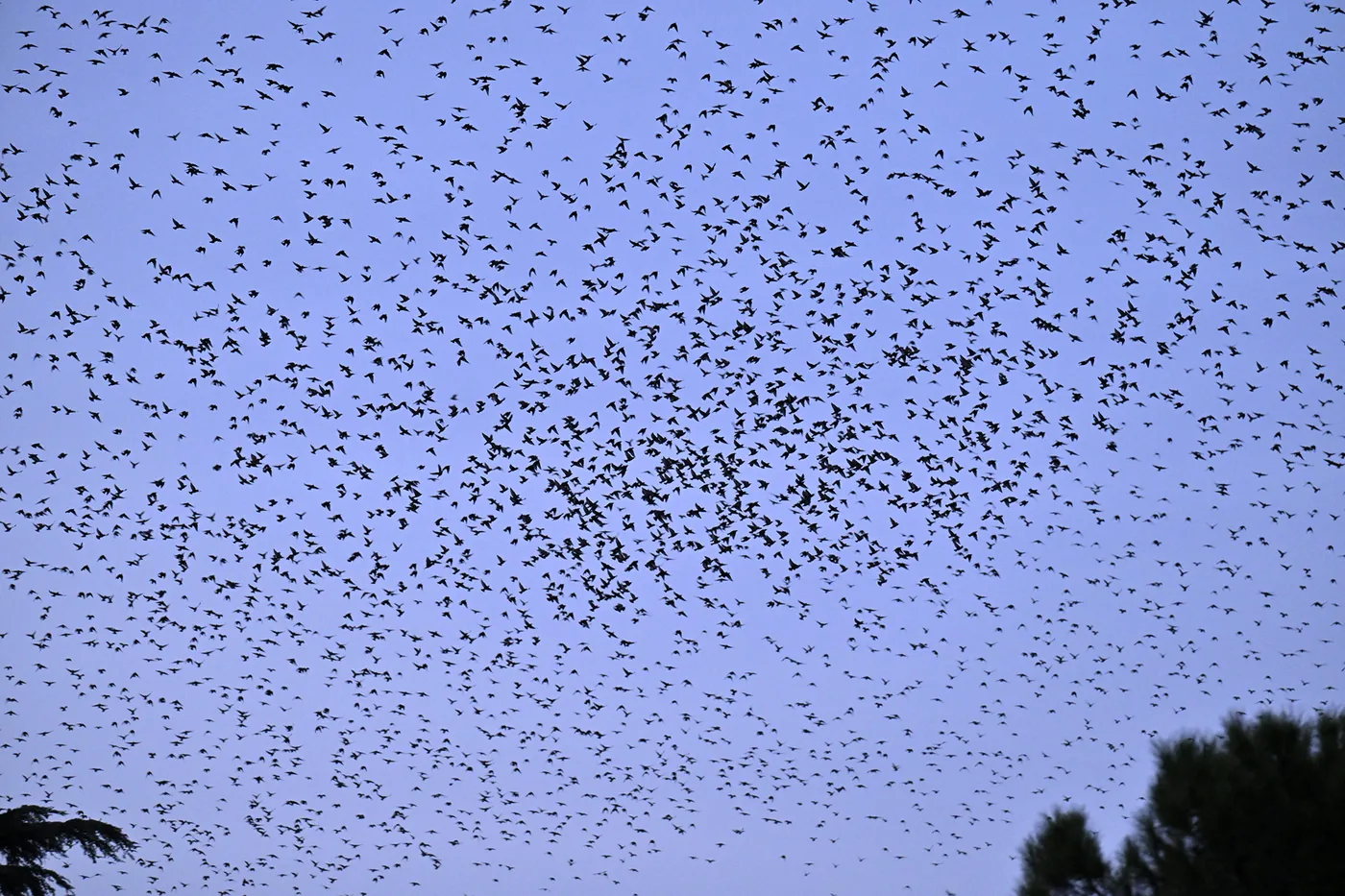Thousands of starlings speckle the evening sky above trees near Rome's Termini station.
