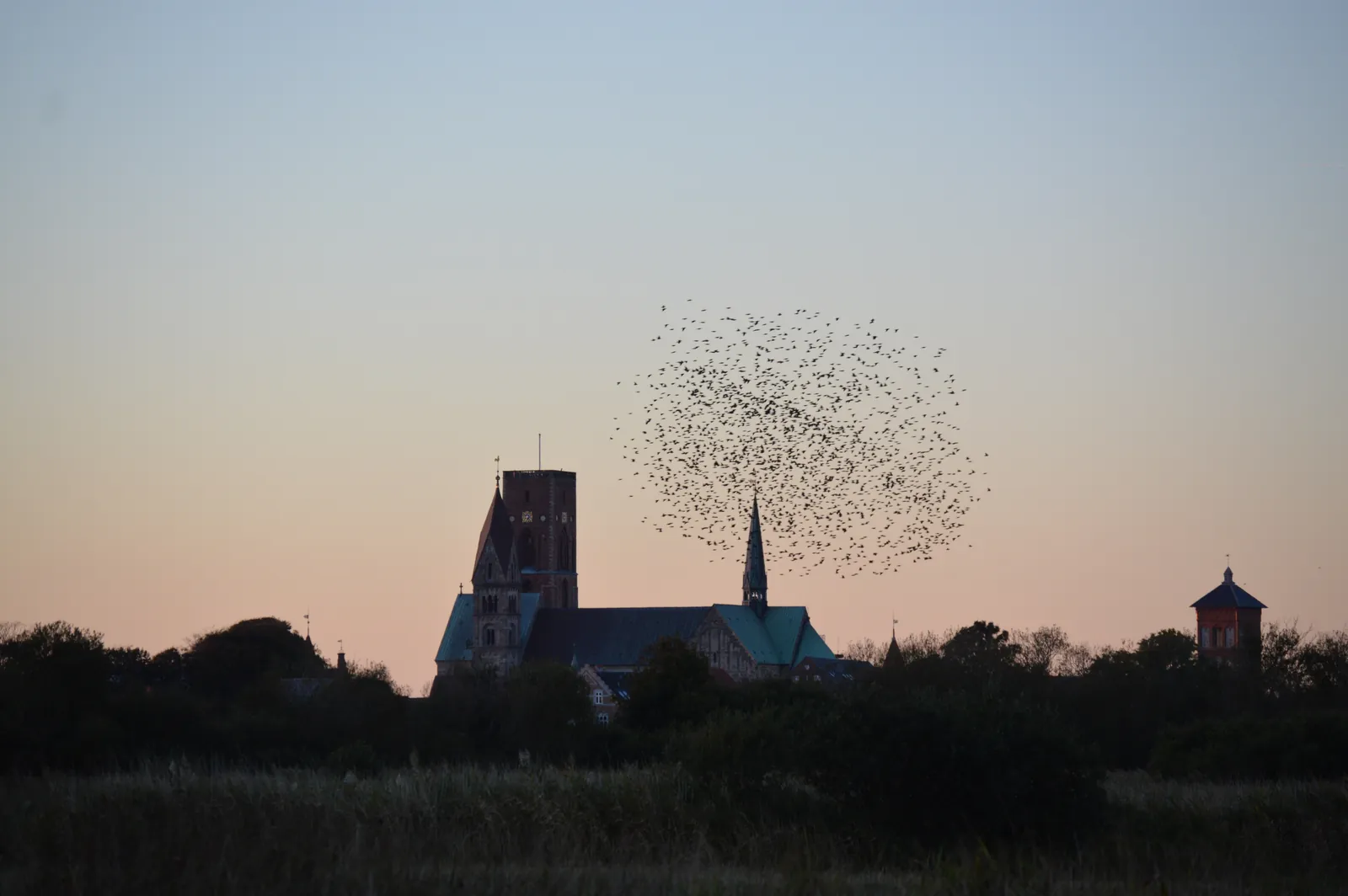 A murmuration forms a dark cloud beside Ribe Cathedral against a pink dusk sky.