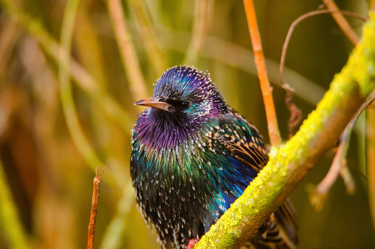 A single starling on a branch, its black feathers shining purple and green.