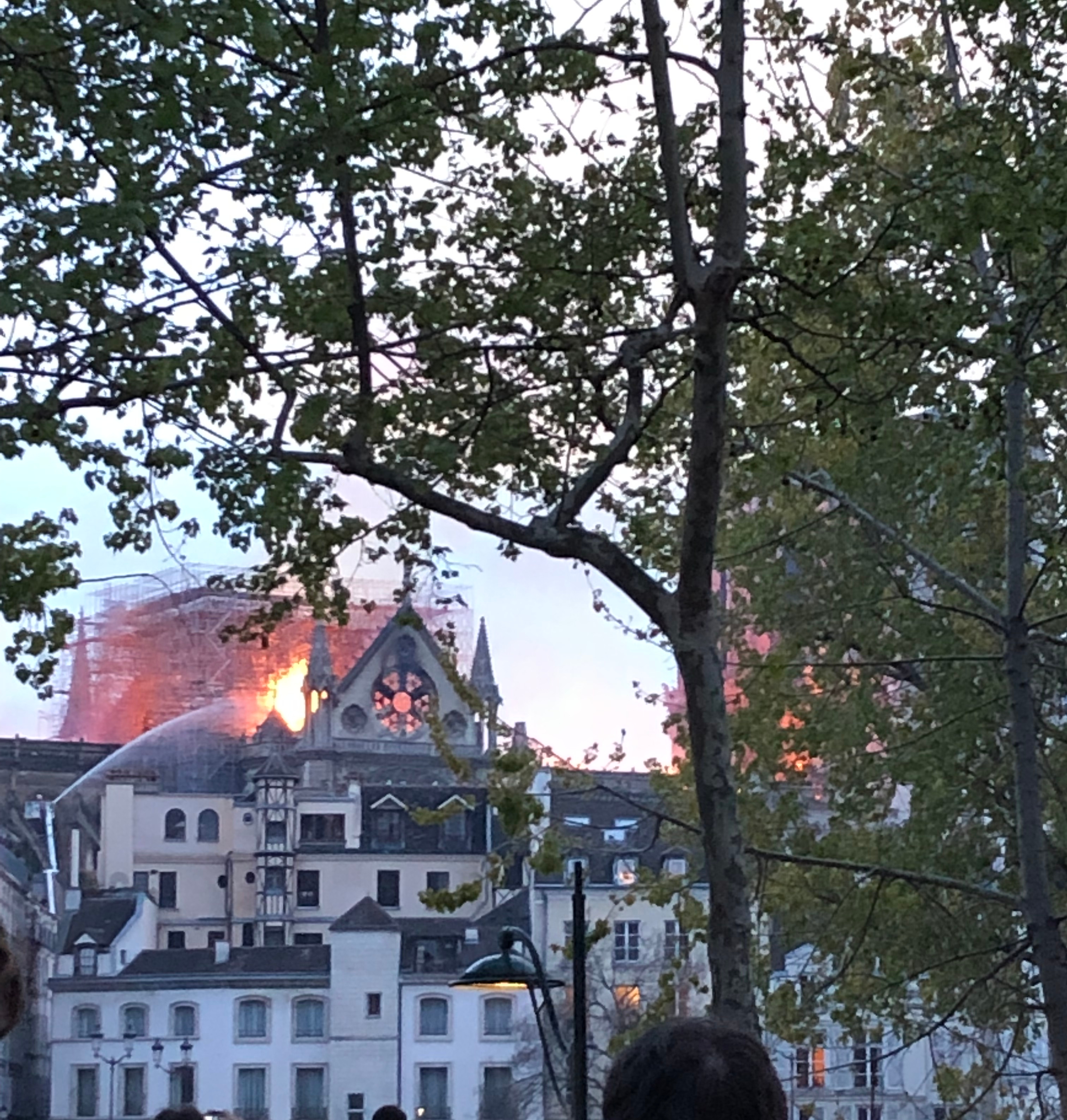 Notre-Dame în flăcări, văzută printre ramurile unui copac.