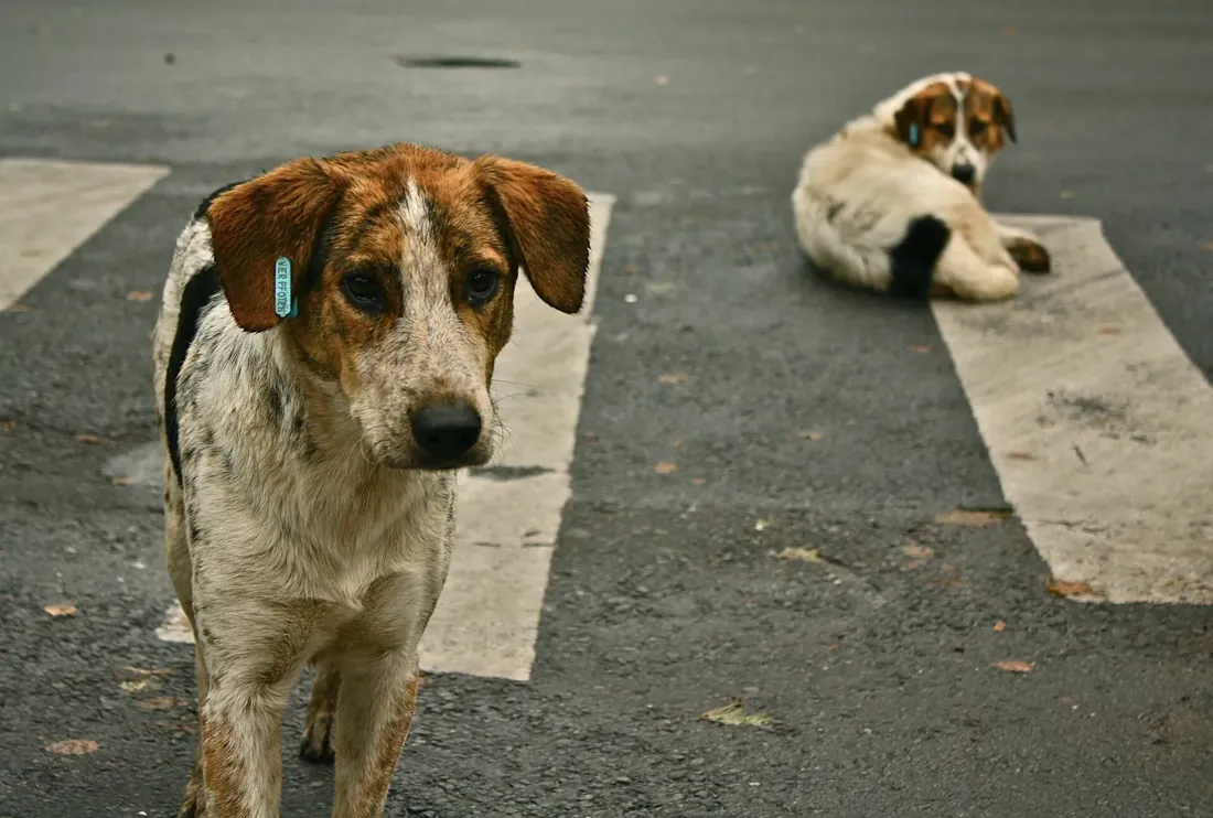Two dogs on a pedestrian crossing in Bucharest, 2011. The front dog has an ear tag.