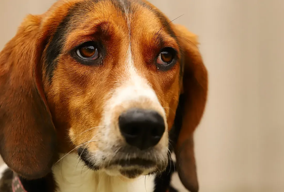 A hound with its inner brows raised.