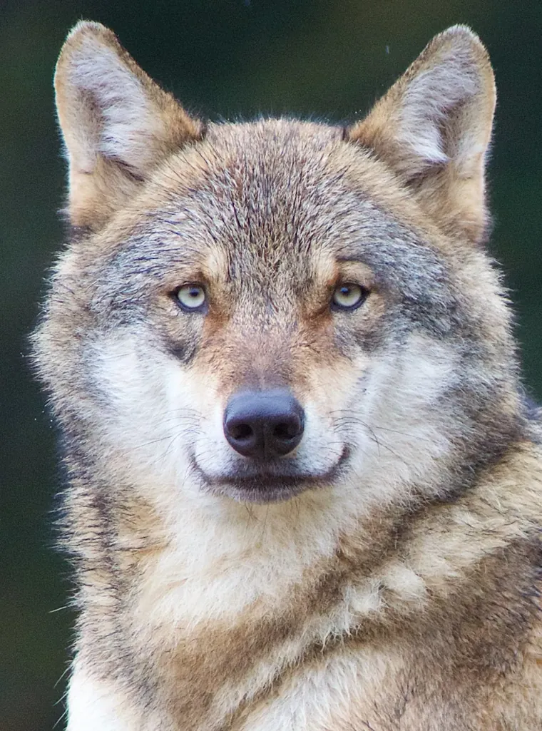 A zoo wolf with a relaxed face.