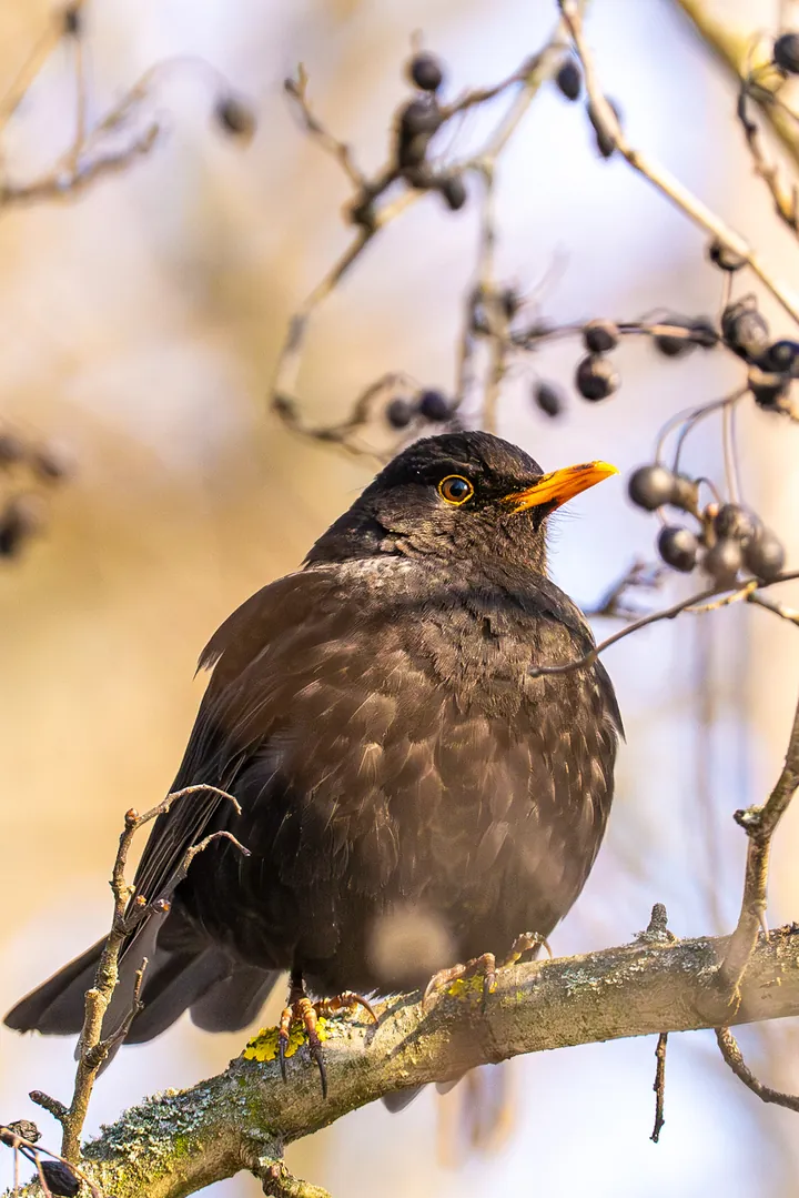 Blackbird