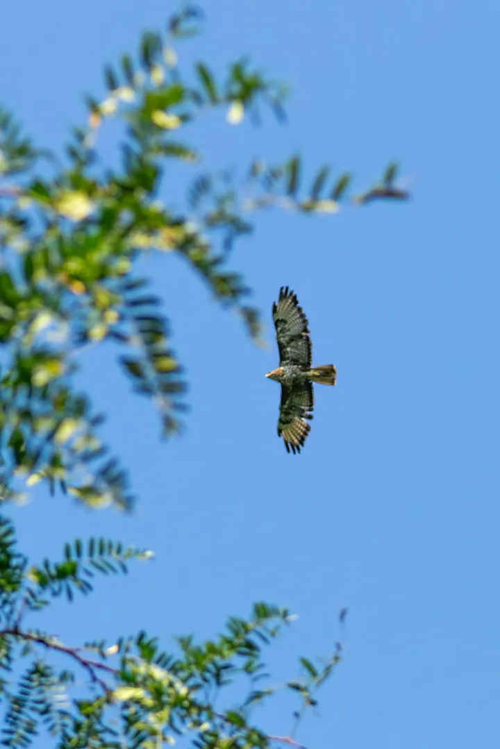 Common buzzard in flight