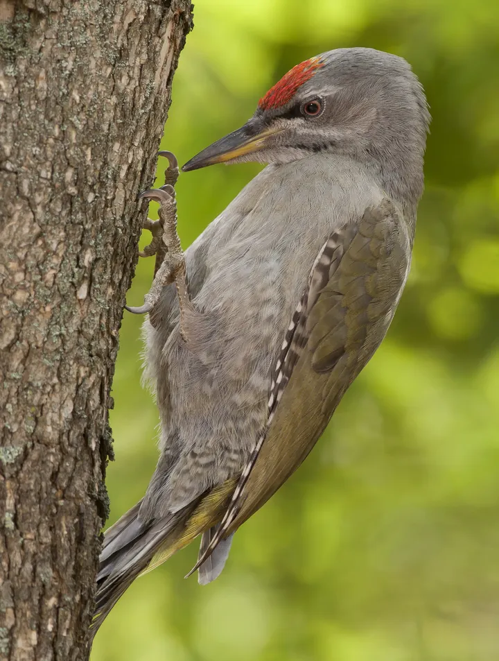A grey-headed woodpecker on a trunk: grey head, a red patch on the forehead and a greenish back.