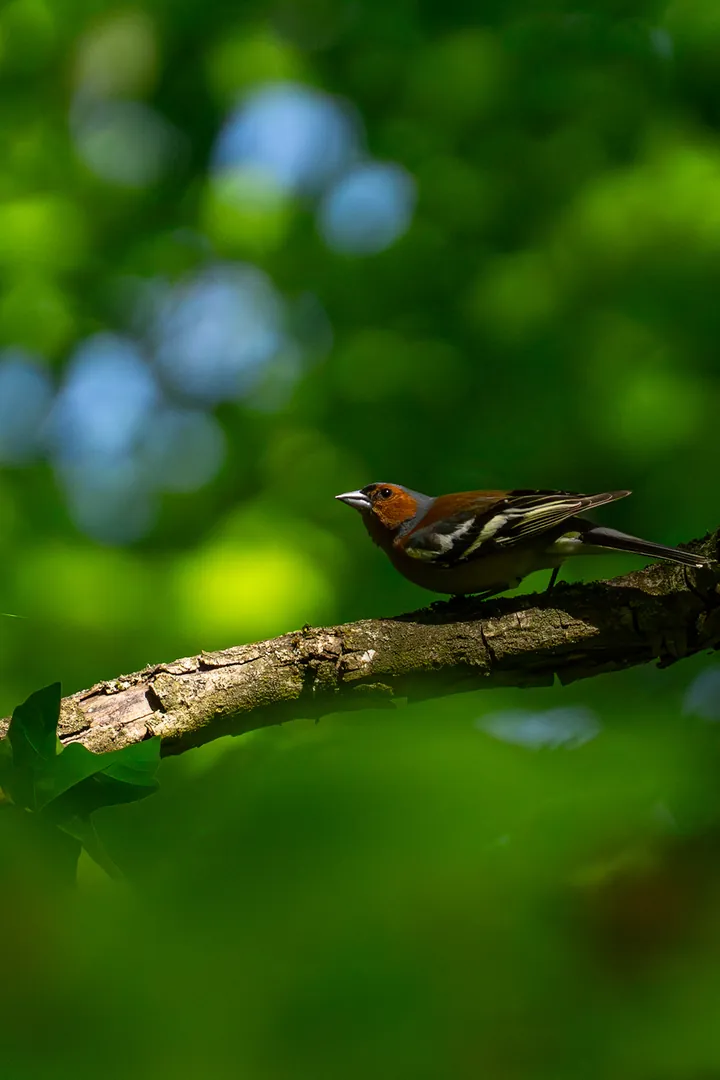 Chaffinch