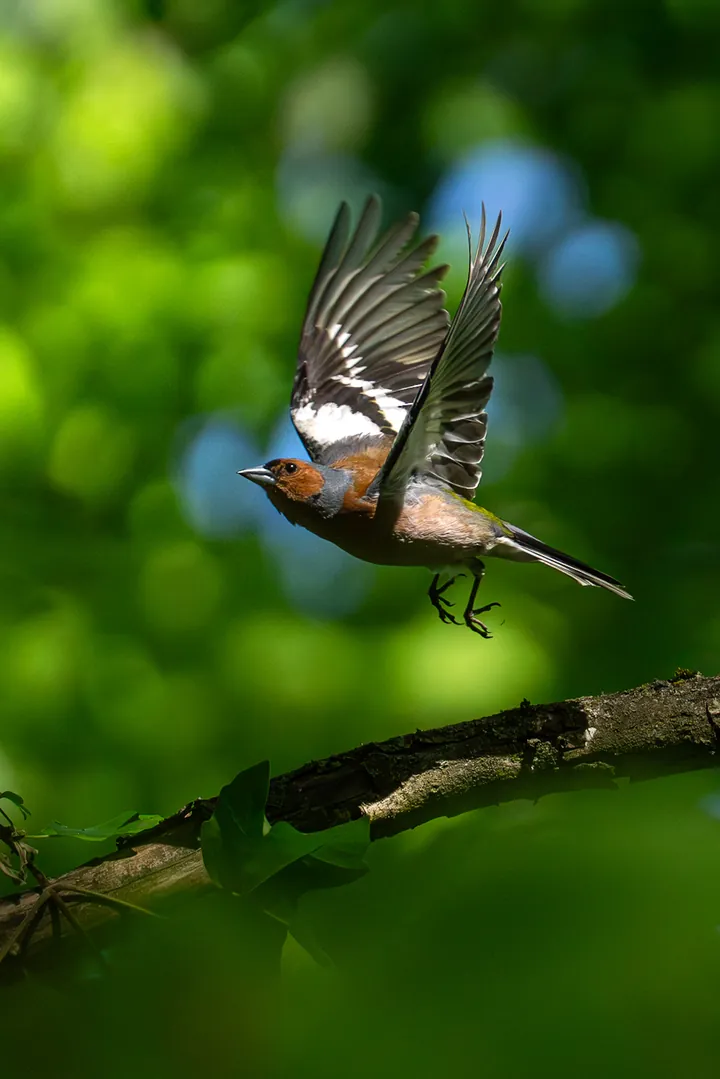 Chaffinch in flight