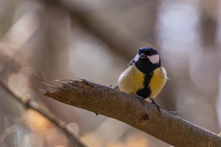Great tit in Băneasa Forest