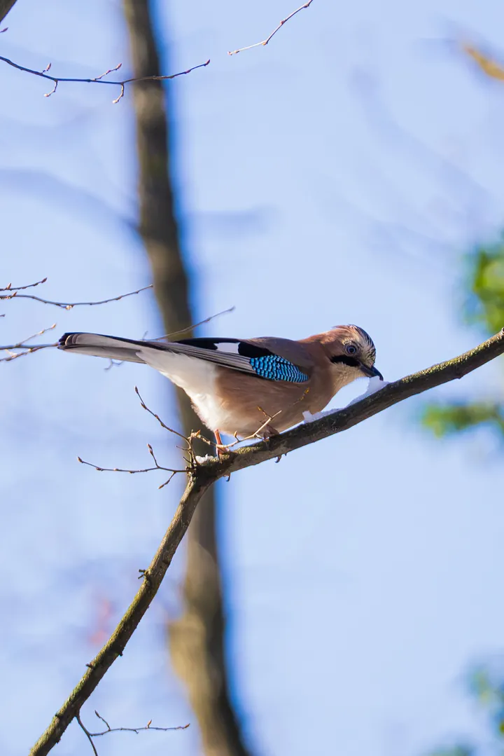 Jay