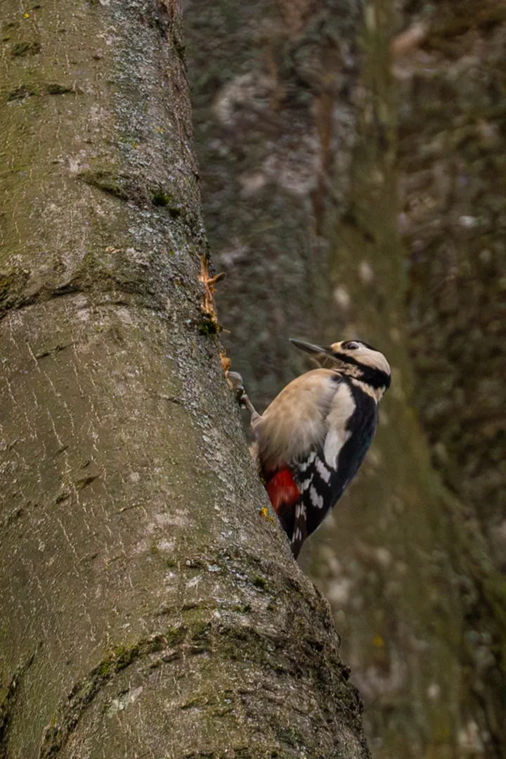 A great spotted woodpecker on a thick trunk: black back, buff-white breast and bright red under the tail.