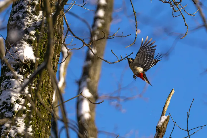 Great spotted woodpecker in flight