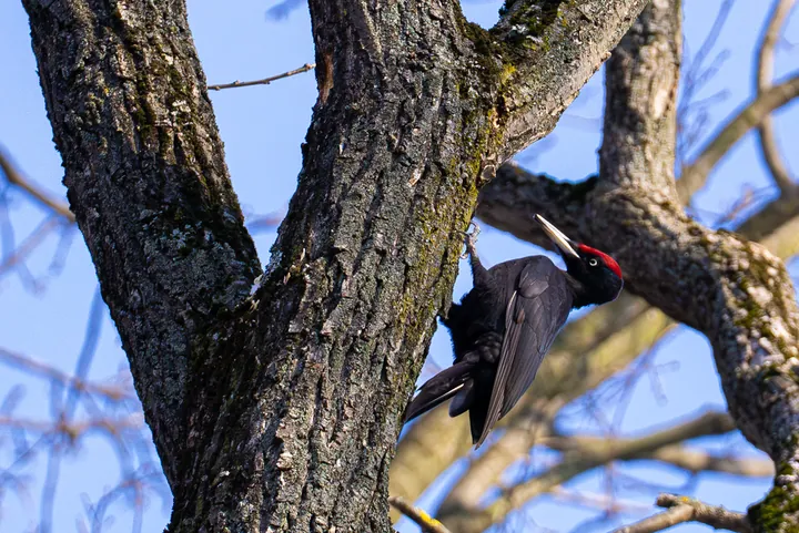 Black woodpecker