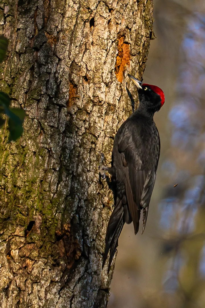 A male black woodpecker with an all-red crown on a trunk it has chiselled down to the orange wood.