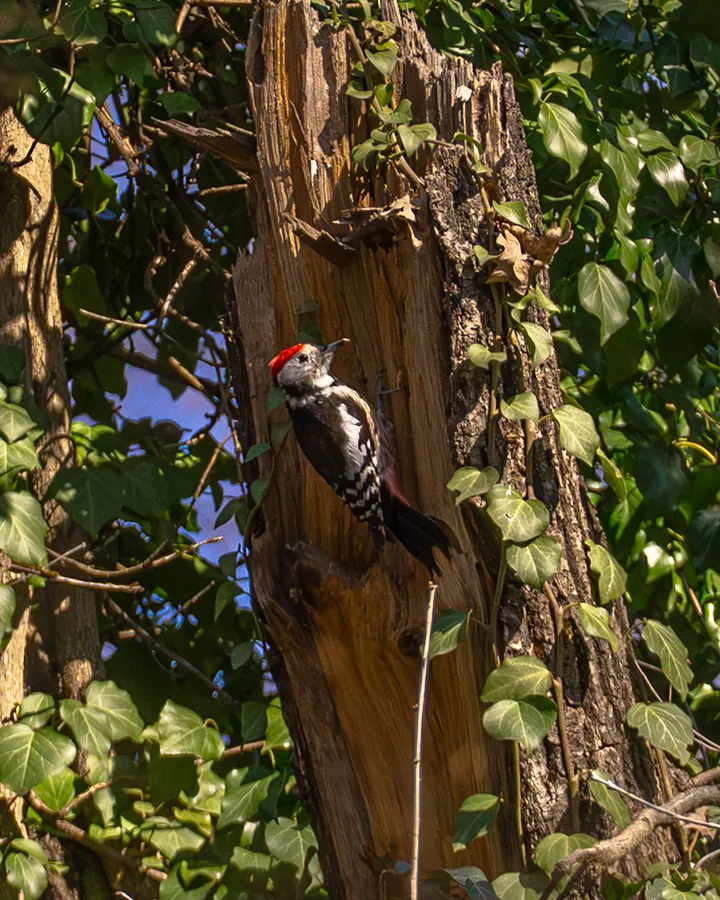 Middle spotted woodpecker