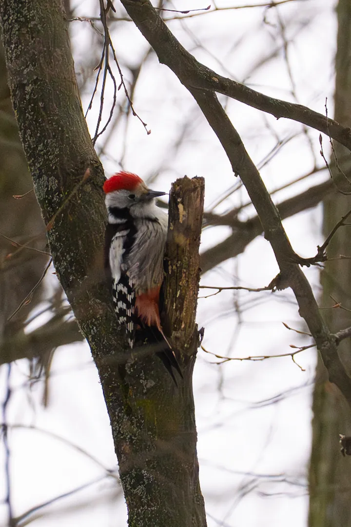 A middle spotted woodpecker clinging to a stump: an all-red crown, white face, streaked belly turning pink towards the tail.
