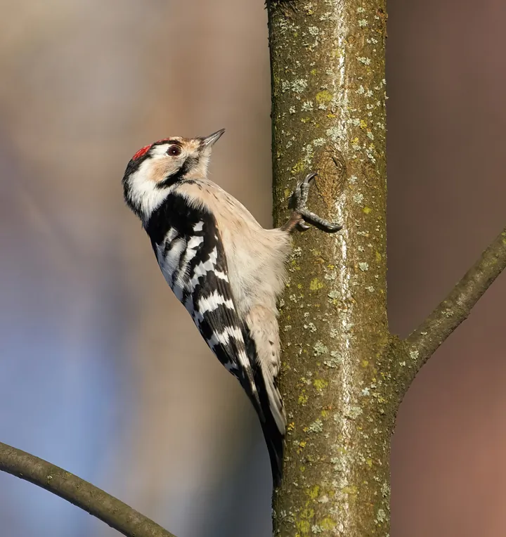 A male lesser spotted woodpecker with a red crown on a slender tree trunk.