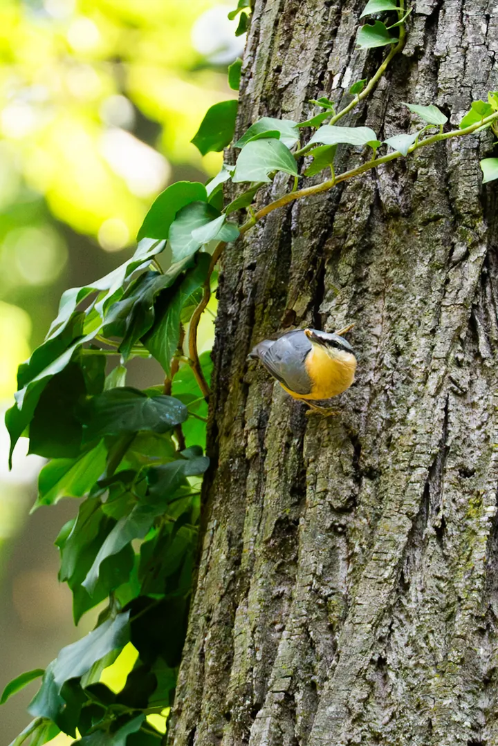 Nuthatch